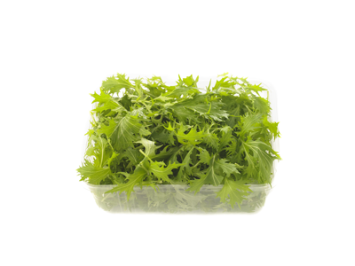 Salat mizuna grøn  - Pr. bakke