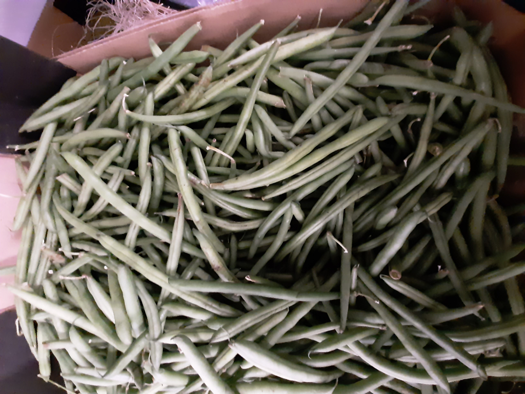 Bønner bobby grønne kasse 5 kg. 