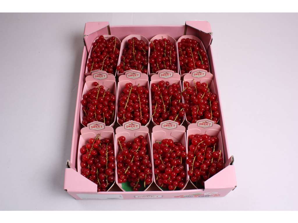 Ribs kasse 12*125 gr Holland