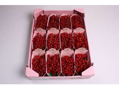 Ribs kasse 12*125 gr Holland