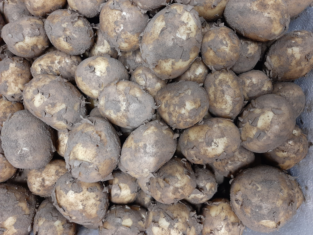 kartofler nye DANSKE kasse 4 kg. 