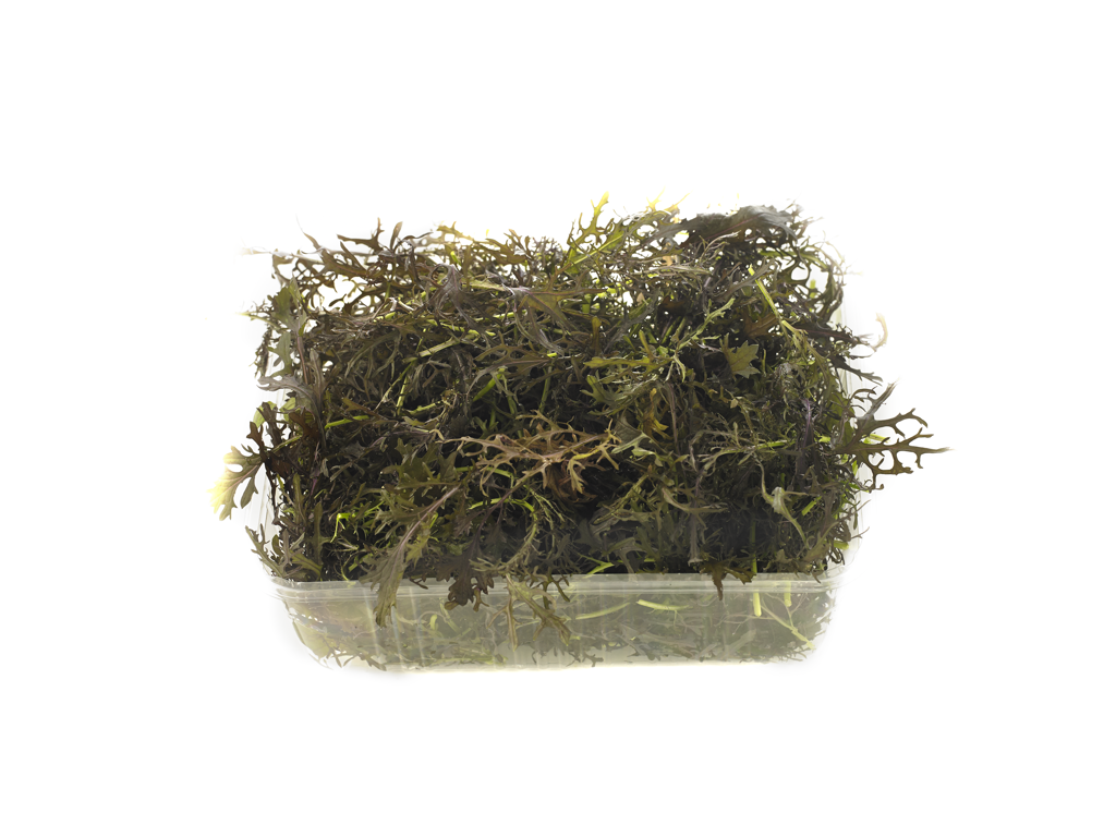 Salat Mizuna rød 500g.