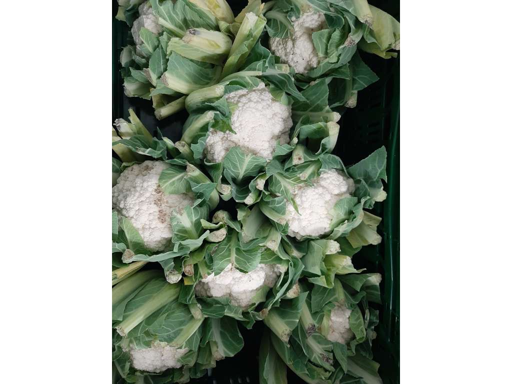 Blomkål ks. 8 stk. 