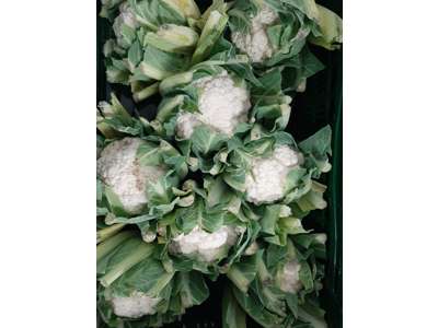 Blomkål ks. 8 stk. 