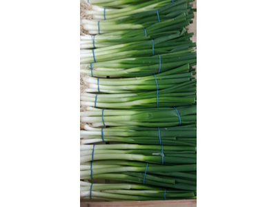 Forårsløg kasse 14 bdt. (2 kg.)