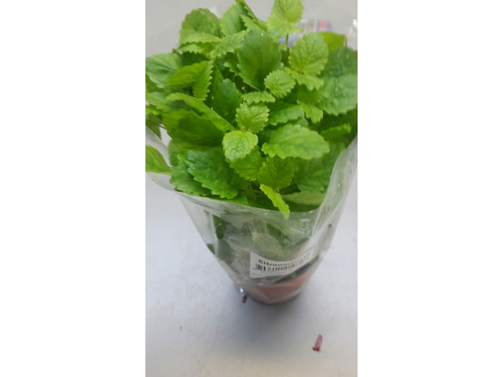 Citronmelisse i potte