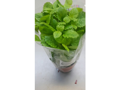 Citronmelisse i potte