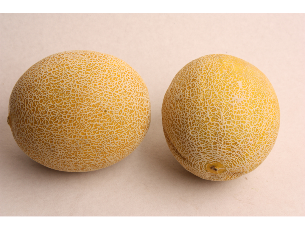 Melon Galia kasse Spanske 5- 6 stk. 5 kg.