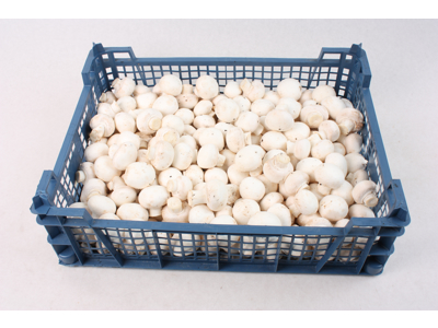 Champignon kasse ca. 2,5 kg.