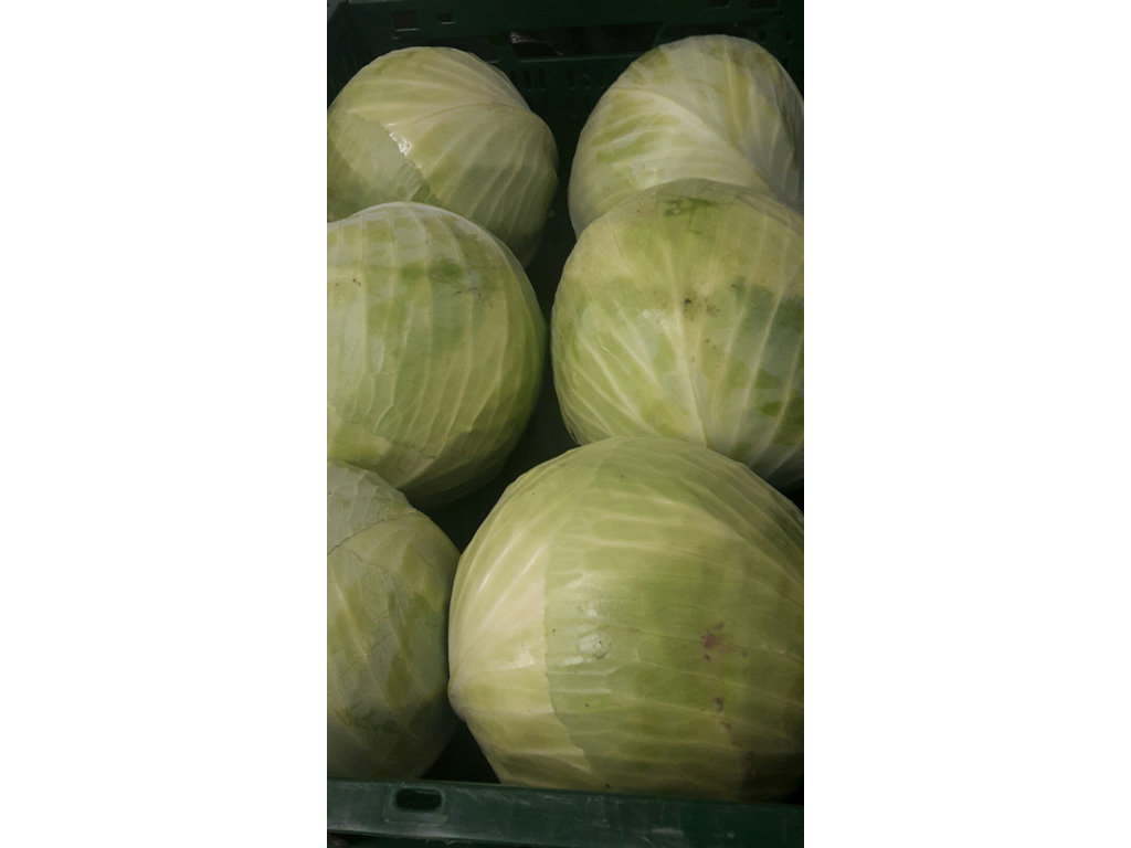 Hvidkål 6 stk. Danske ca. 10 kg.