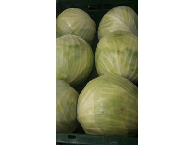 Hvidkål 6 stk. Danske ca. 10 kg.