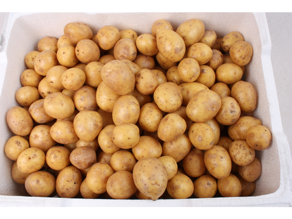 Kartofler petit kasse 7 kg 1-38 mm. Danske