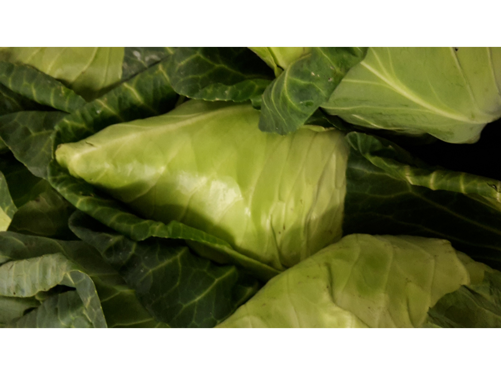 Spidskål kasse Spanske 10 stk. ca. 7 kg.