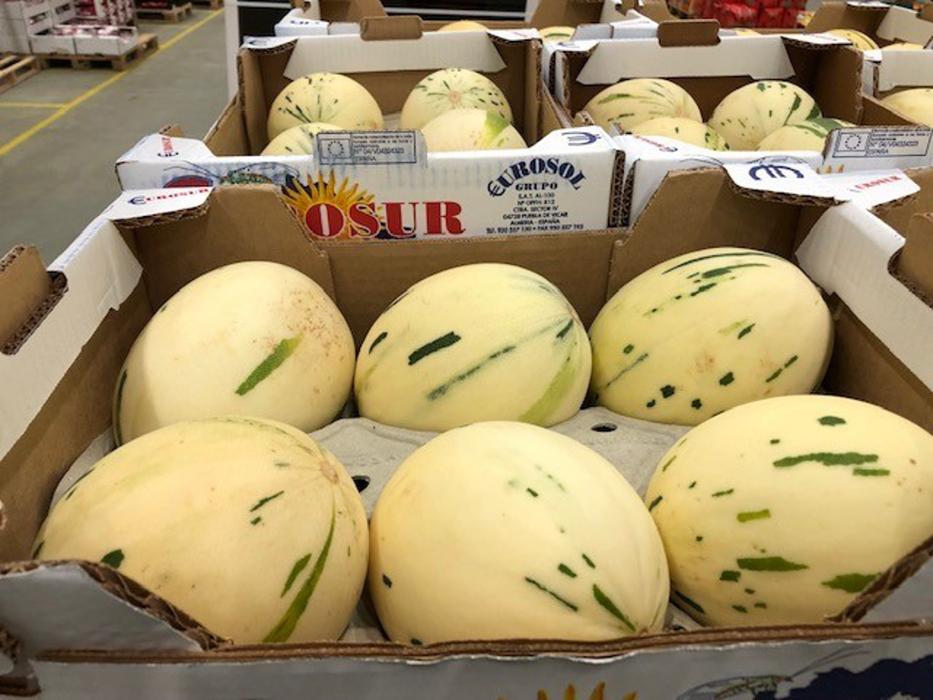Melon Snowball Spanske