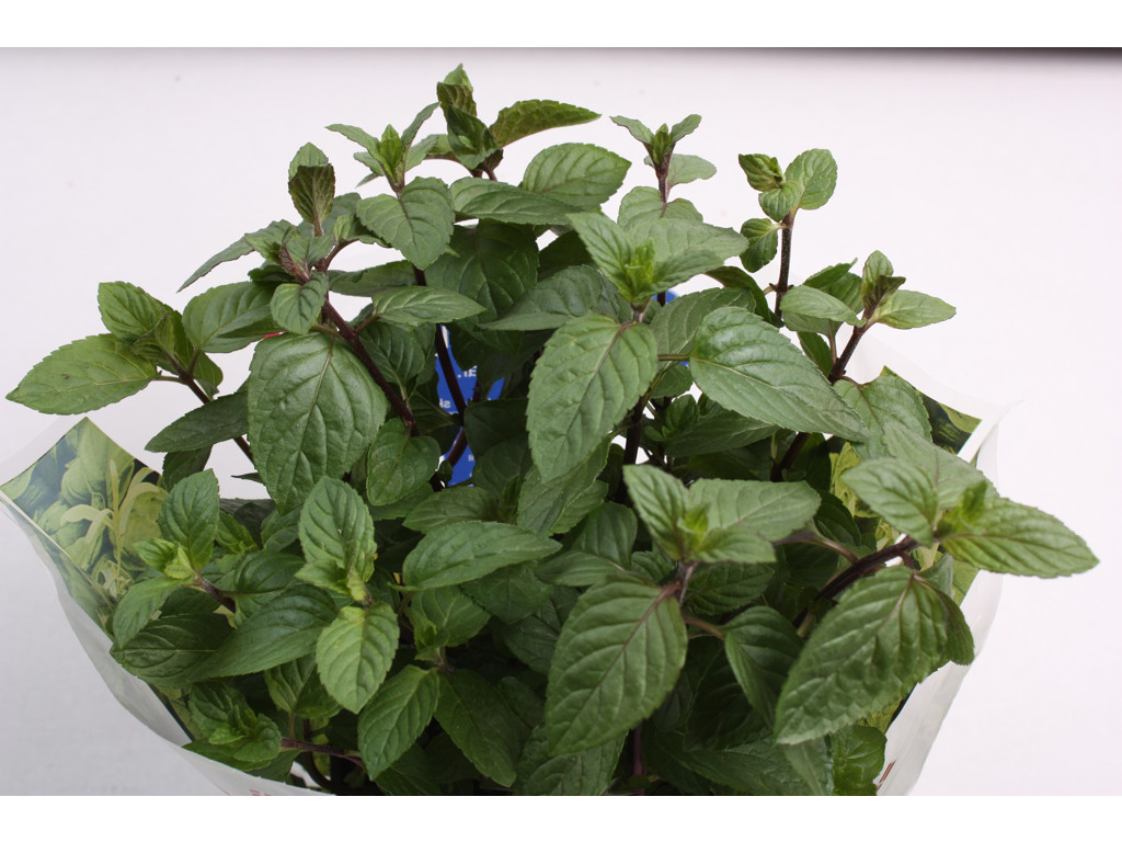 Mynte Schw. i pt. skal bestilles 4 dage før leveringsdag