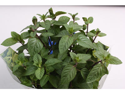 Mynte Schw. i pt. skal bestilles 4 dage før leveringsdag