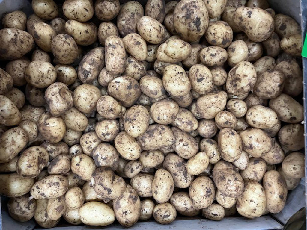 Kartofler nye Danske kg.