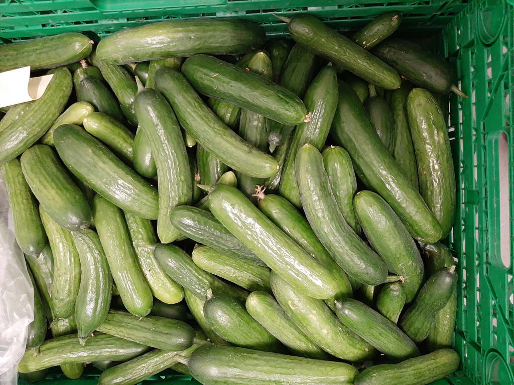 Agurk skole kasse ca. 32 stk. 4 kg.