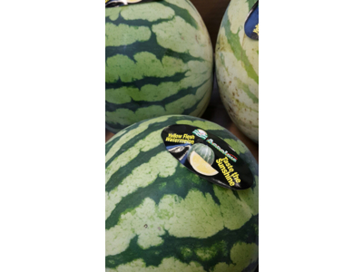 Melon vand 6 stk kasse ca. 18 kg. Brasilien