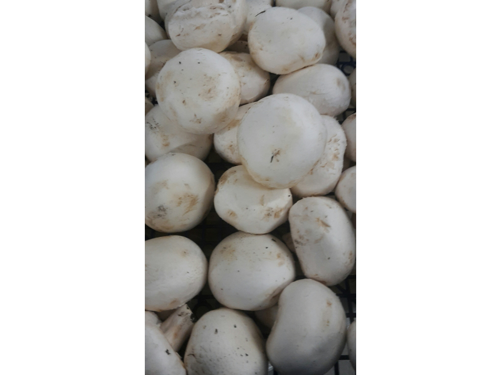 Champignon kæmpe kasse ca. 2 kg.