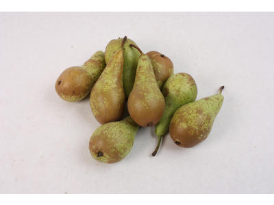 Pærer conferance 72 stk. ks. Holland