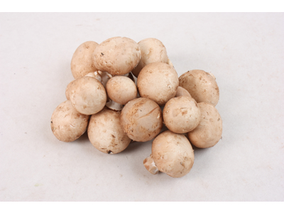 Markchampignon  ca. 2,50 kg 