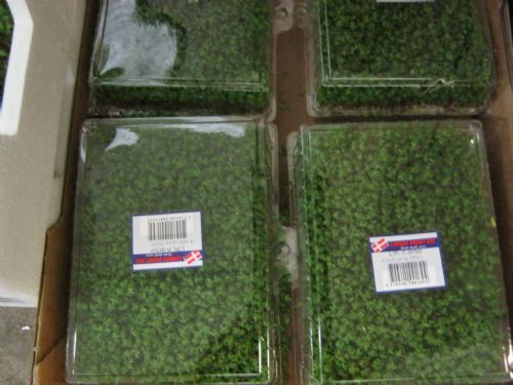 karse stor med låg kasse