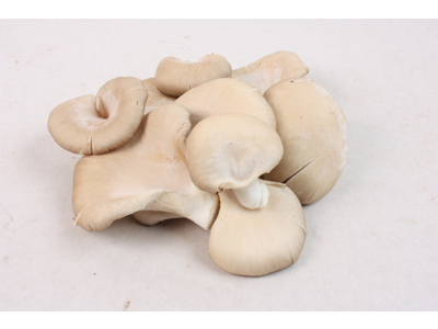 Østershatte kasse ca. 2 kg.