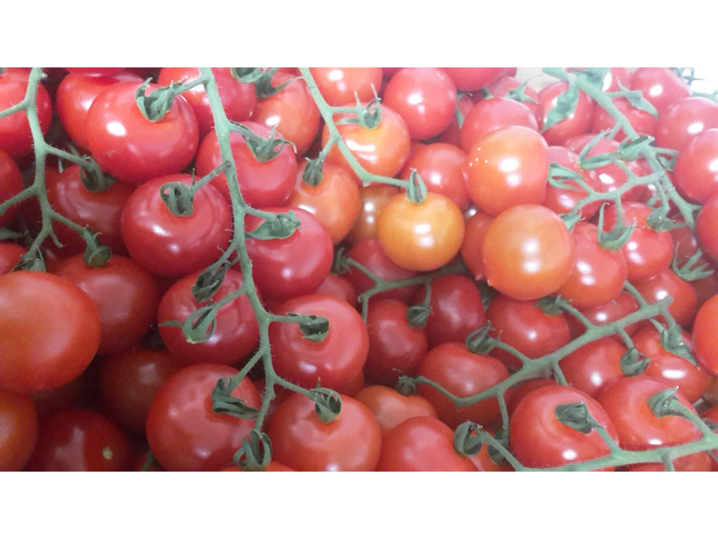 Tomater cherry på stilk kasse