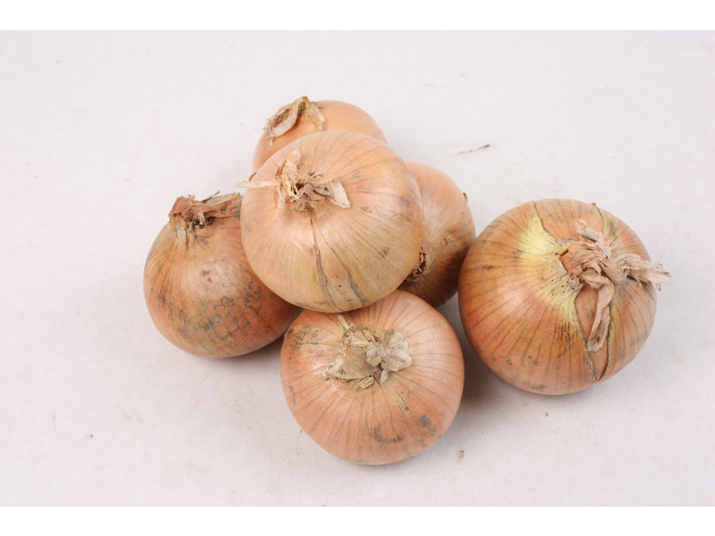 Løg 10 kg. store 75/105