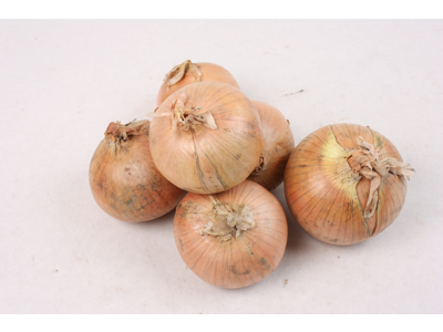 Løg 10 kg. store 75/105