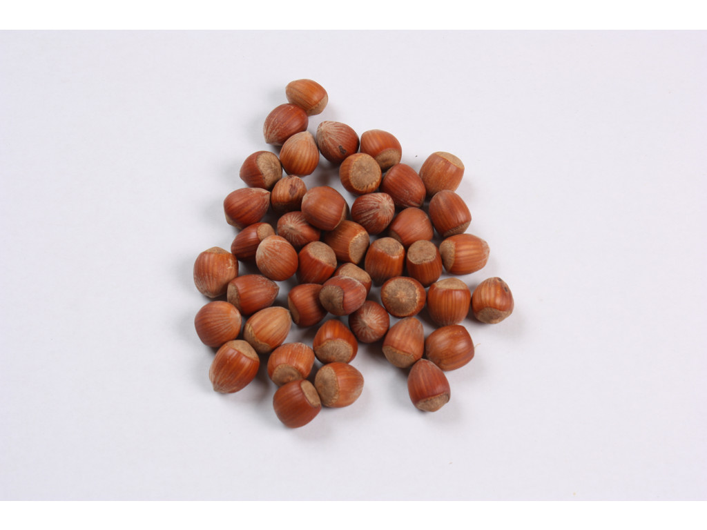 Hasselnødder m skal kg.